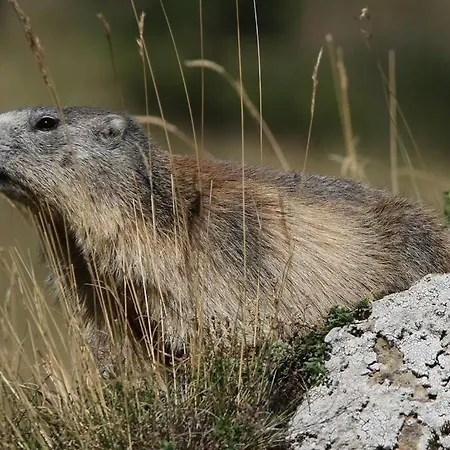 Apartamento Des Cabr'éoles